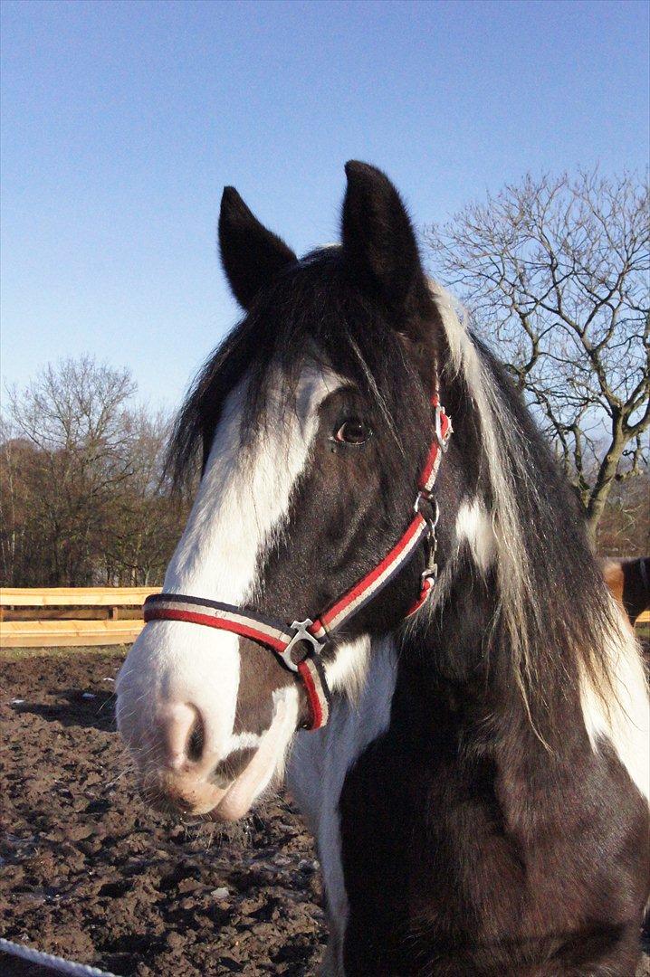 Irish Cob Boomer - Århhhh du fin basse billede 8