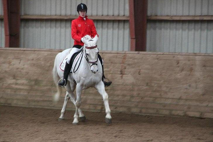 Anden særlig race Mr. Rubin Hurricane Carter B-Pony billede 3