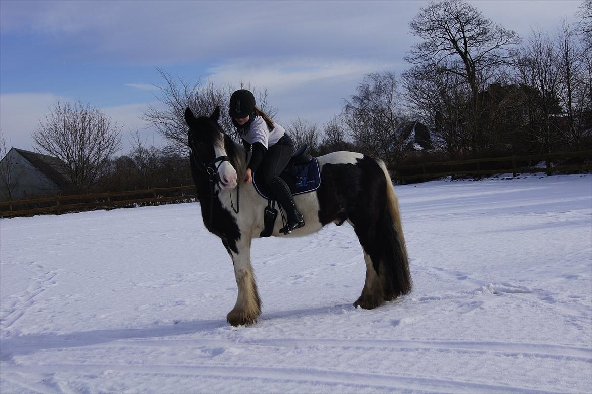 Irish Cob Boomer - Du så smuk, ganske enkelt helt unik billede 1