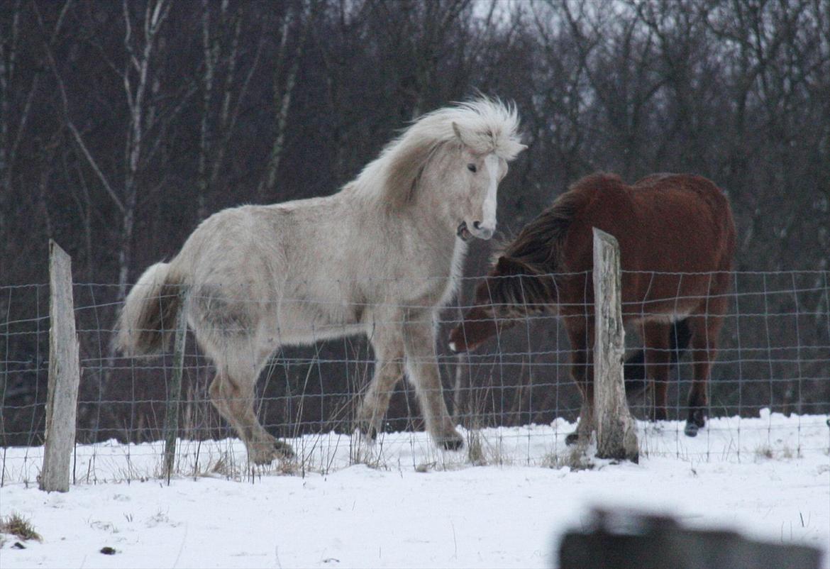 Islænder Ljomi R.I.P. billede 12