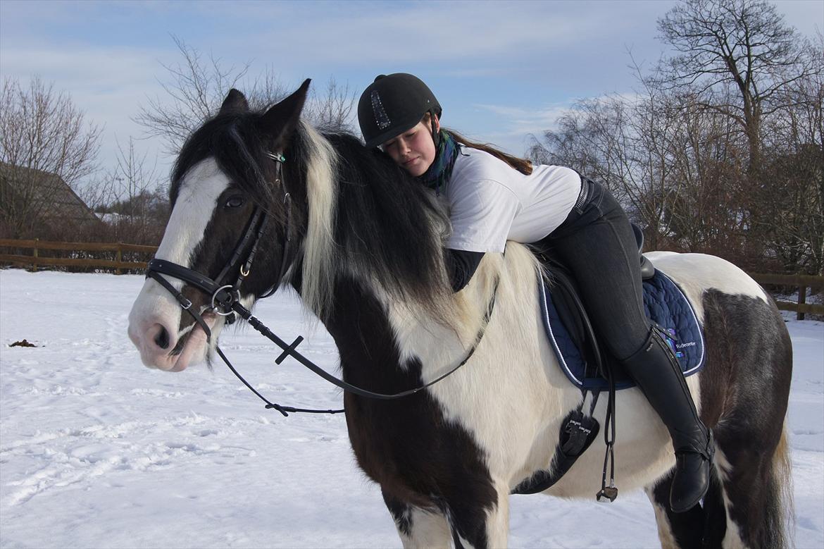 Irish Cob Boomer - Når bare vi to er sammen, er alting godt billede 3