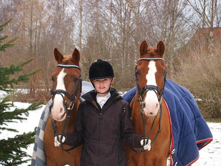 DSP Firhøjs Pikant  B PONY - Ida Toftegaard Petersen sammen med Fan Dango A.M og Pikant Burgercup 2012 Ida havde redet Lb2 på Pikant de red til 68,08% Og lå som nummer 4 ud af 48 starter :O Mig og Mango red 67% og lå 7-8 stykker ud af 48 equipager :) billede 9