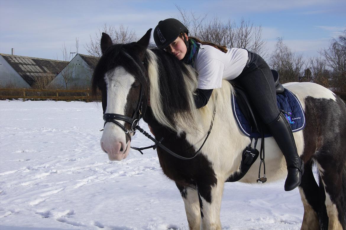 Irish Cob Boomer - Jeg elsker dig Boomer <3<3 billede 2
