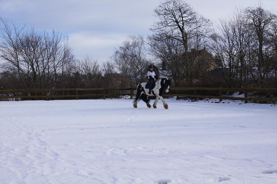 Irish Cob Boomer - Love you kød scooter billede 4