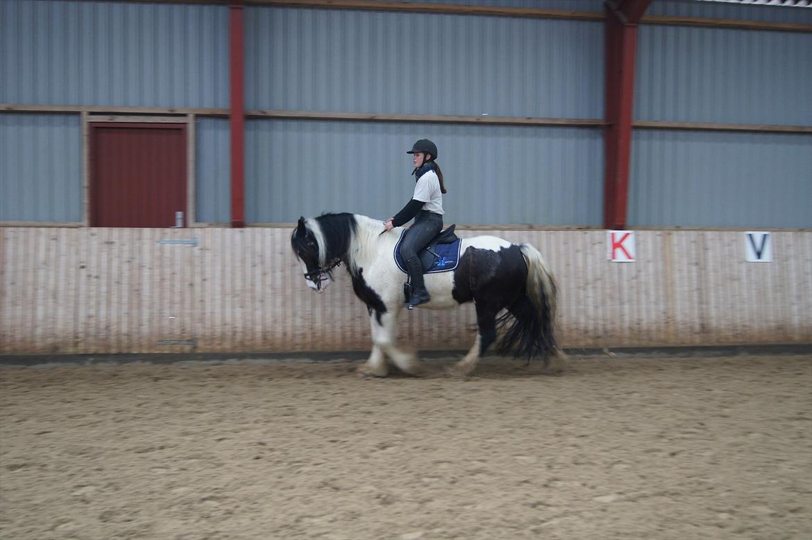 Irish Cob Boomer - Jaaa Boomer kan sagtens <3 billede 6