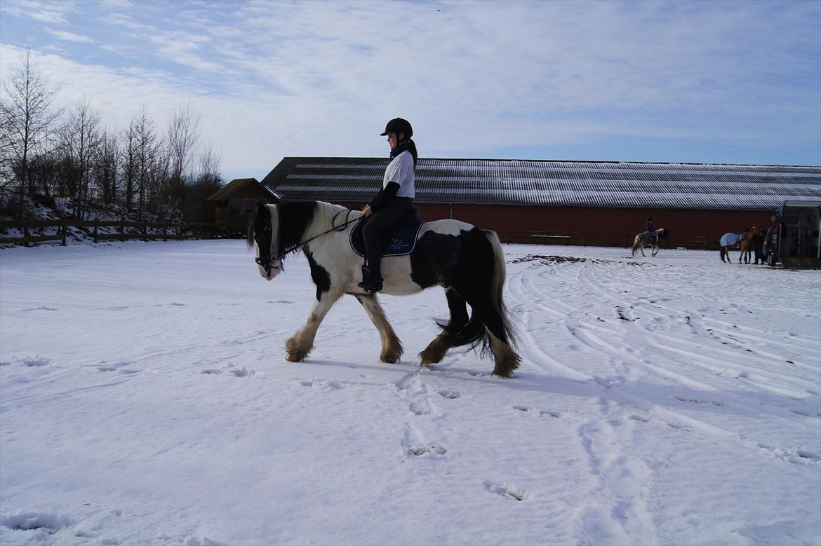 Irish Cob Boomer - <3 billede 5