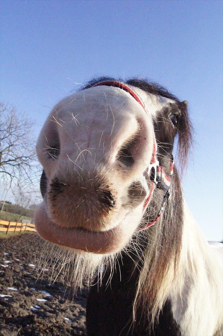 Irish Cob Boomer - Du så skøn, når jeg kommer i stalden og kalder (fløjter) efter dig kommer du straks hen til boksen og kigger efter mig <3<3 billede 9