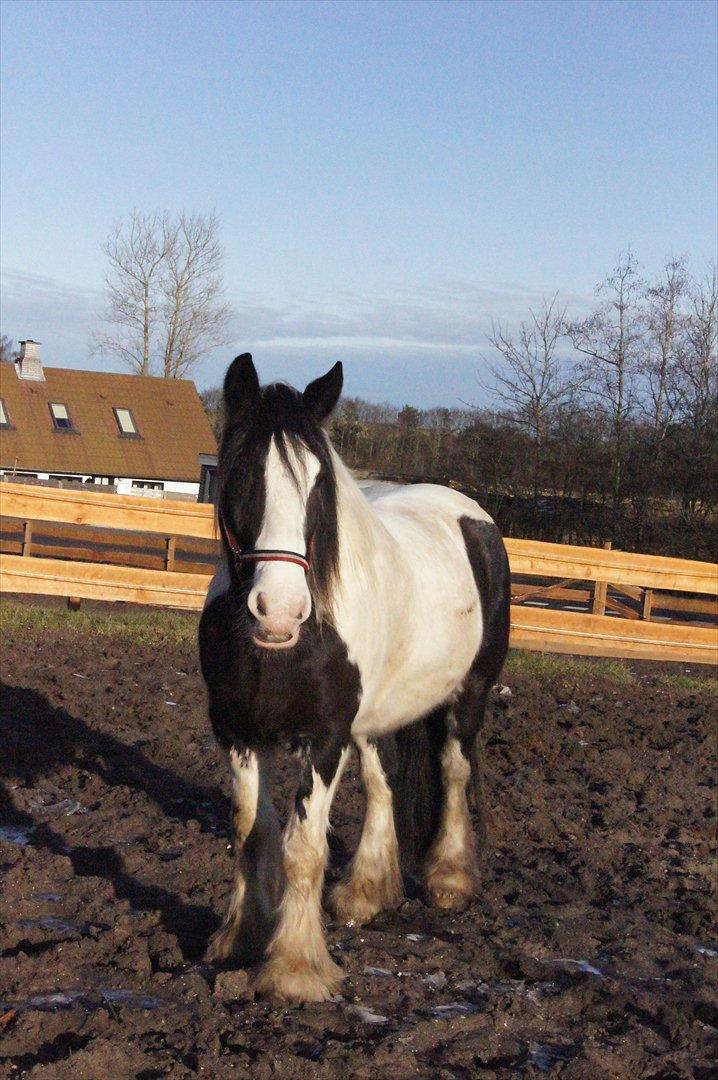 Irish Cob Boomer - Mmmmm fold tid, det dejlig bare at stå og stene XD billede 10
