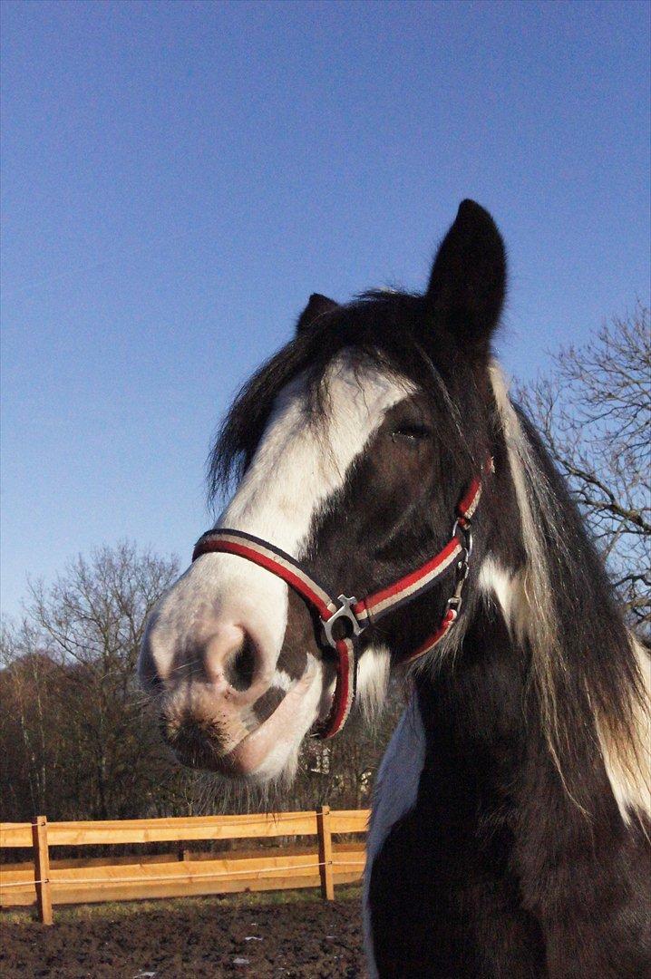 Irish Cob Boomer - Den altid glade Boom Boom... billede 11