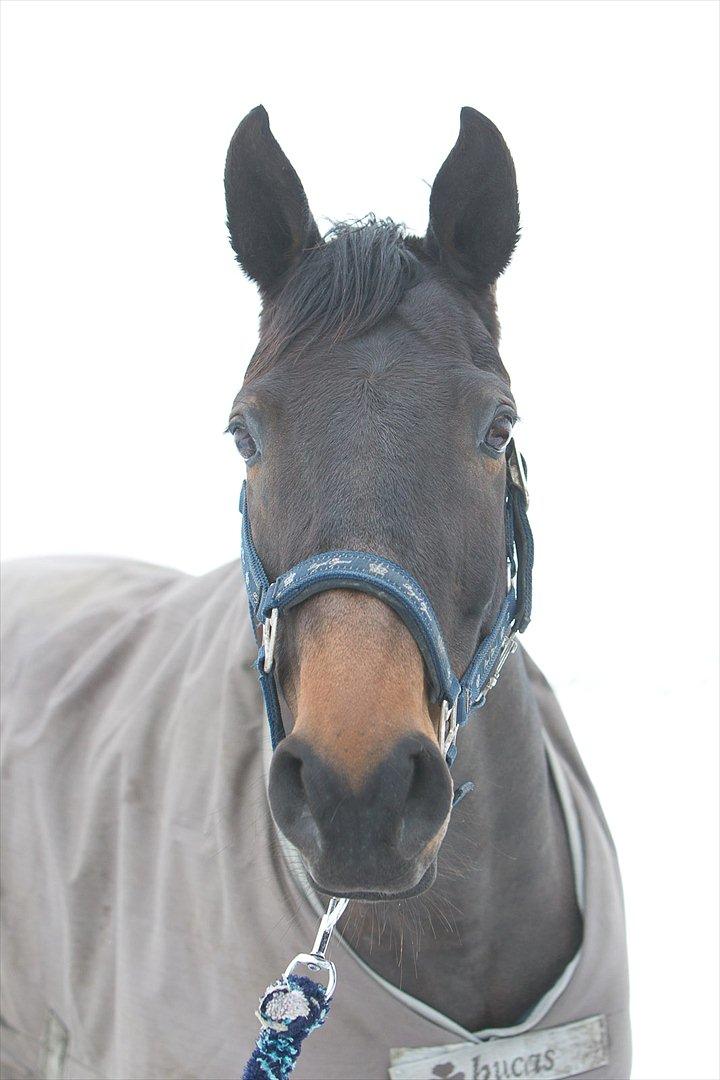 Anden særlig race Beauty - Vinter billed af Beauty på folden ;) billede 1