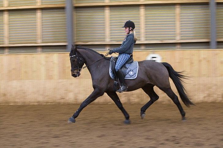 Anden særlig race Beauty - Elsker bare det billed det er taget 12.2.2012 og det viser så fint hvor god hun er blevet på det sidste ;) billede 19