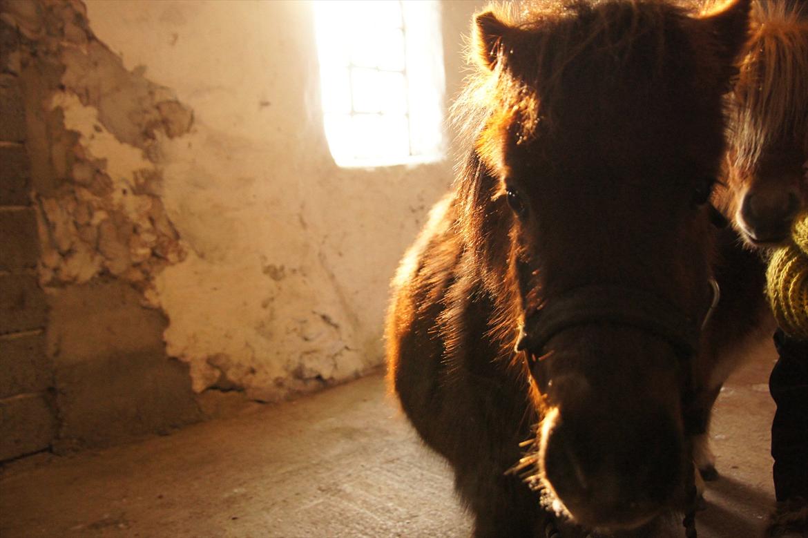 Shetlænder Tulle »Tullemis« - Tulle slapper af efter en dejlig gå tur og lidt træning. :-) billede 10