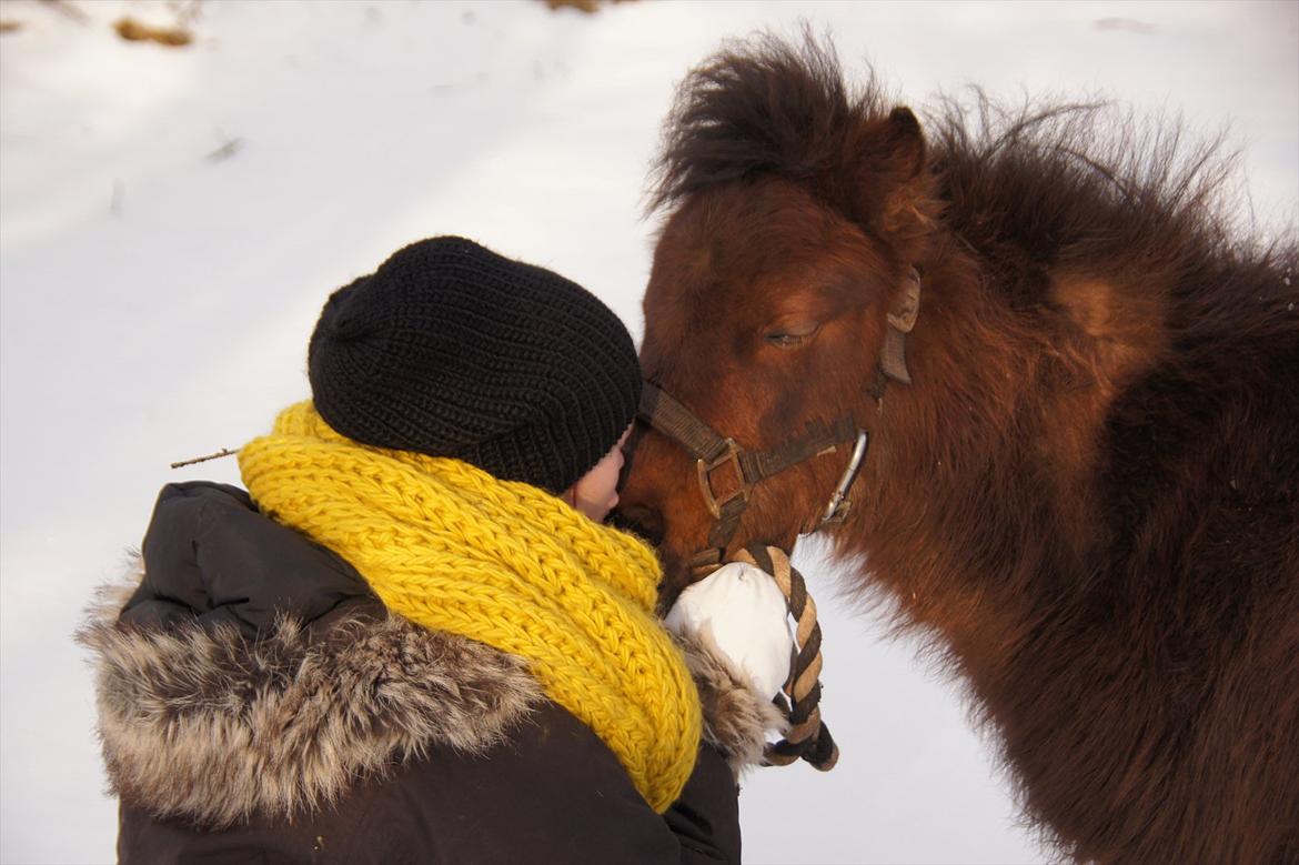 Shetlænder Tulle »Tullemis« - Tulle, vi har noget helt unikt! Jeg elsker dig.  billede 11