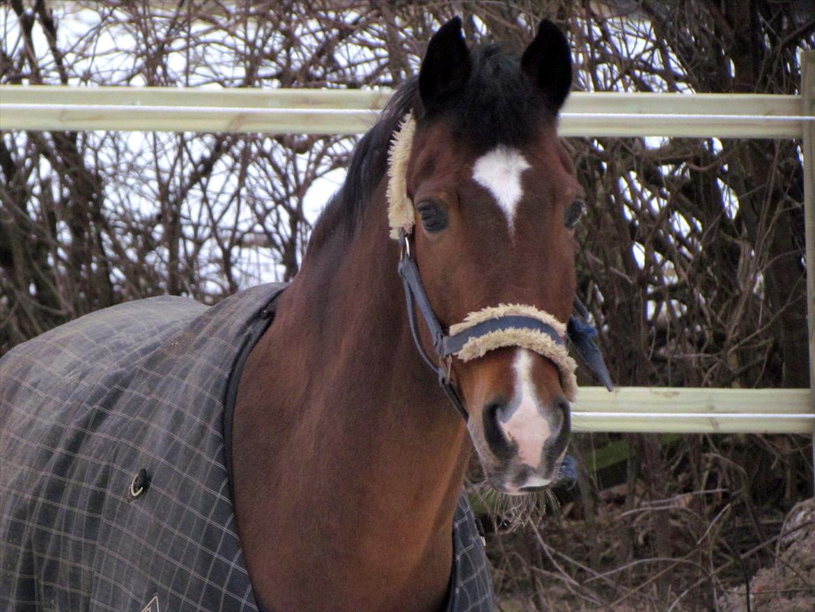 Anden særlig race Apollon - 3  billede 3