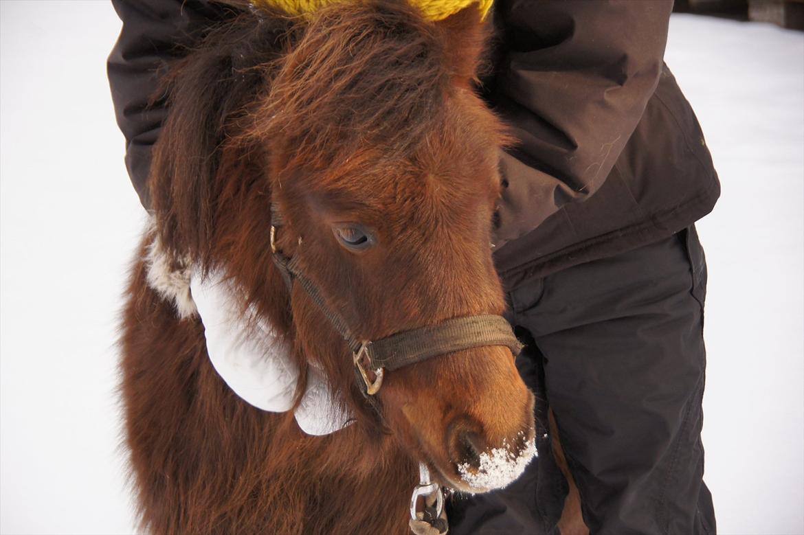 Shetlænder Tulle »Tullemis« - Tulle, du er min lille prinsesse og jeg elsker dig af hele mit hjerte! billede 9