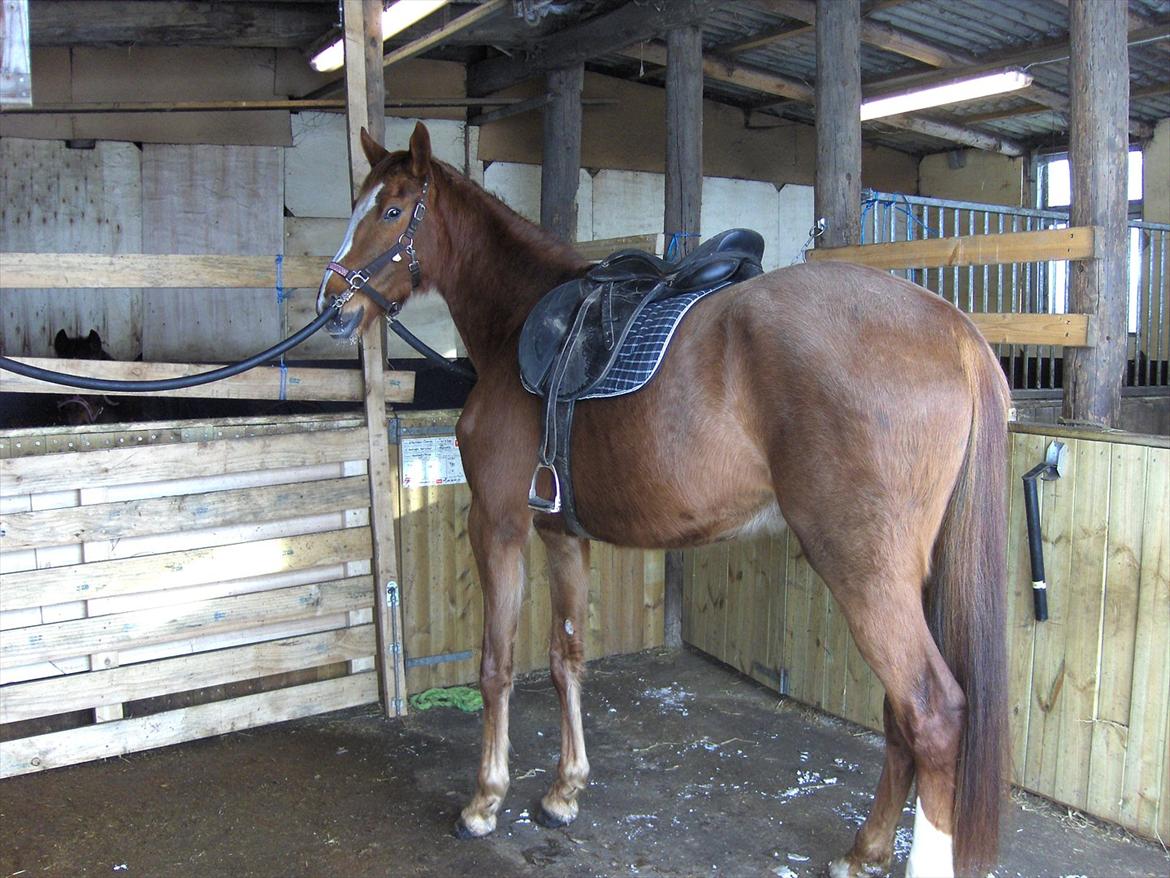 Oldenborg Rosenhavens Fransiska - uhha den sadel er farlig ;) hehe billede 3