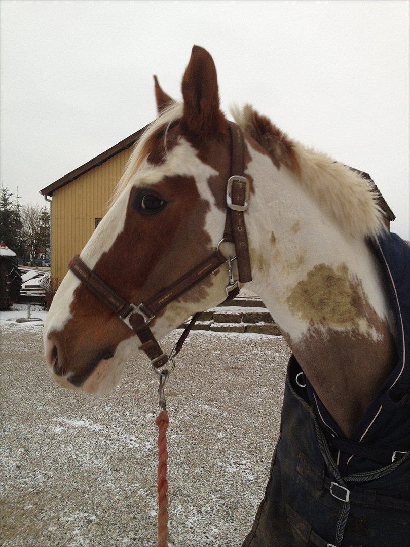 Pinto hidalgo HIMMEL HEST <3 billede 1