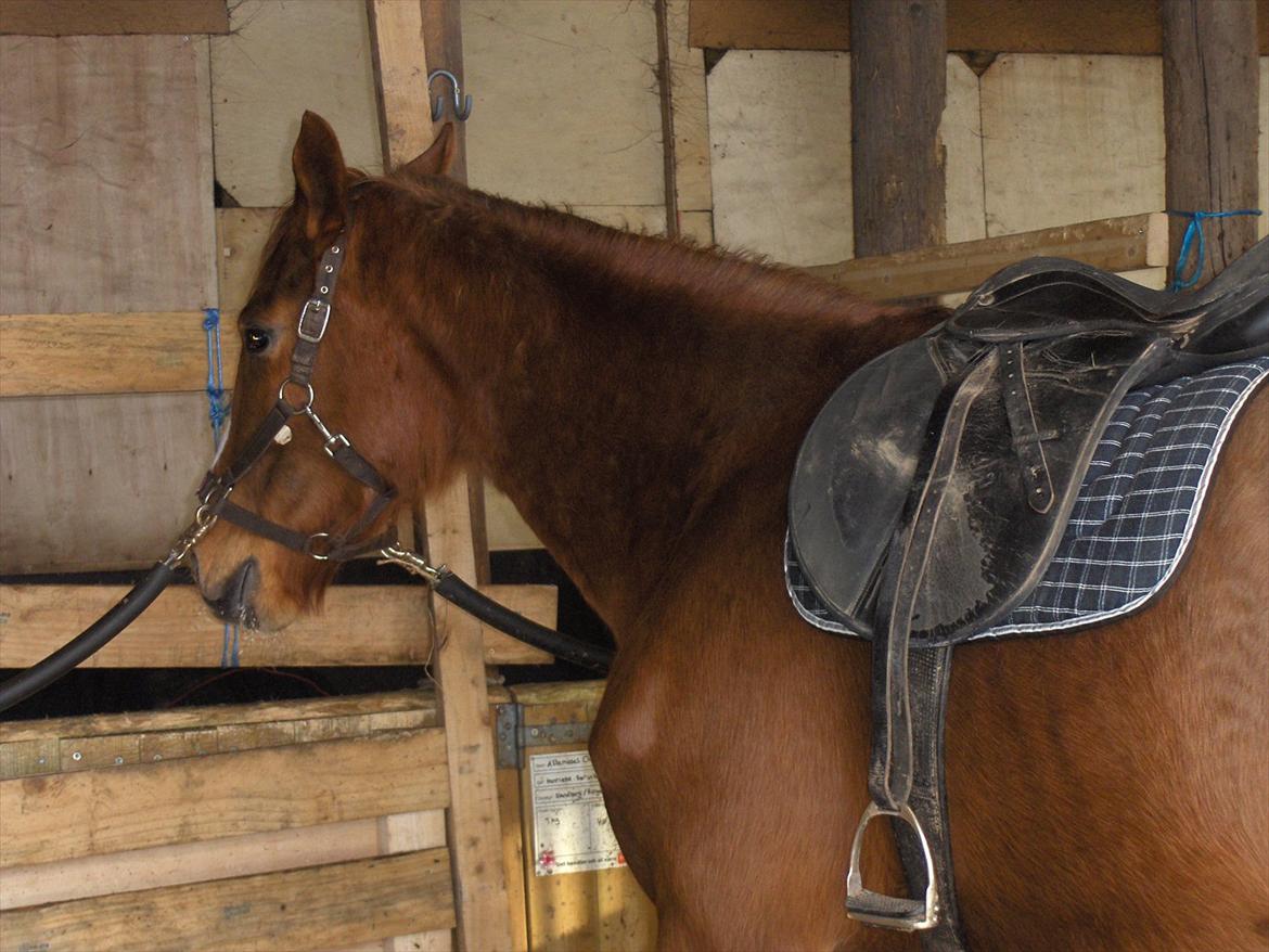 Oldenborg Rosenhavens Fransiska billede 7