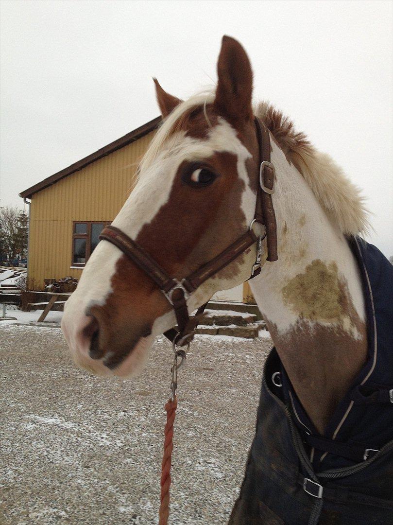 Pinto hidalgo HIMMEL HEST <3 billede 2