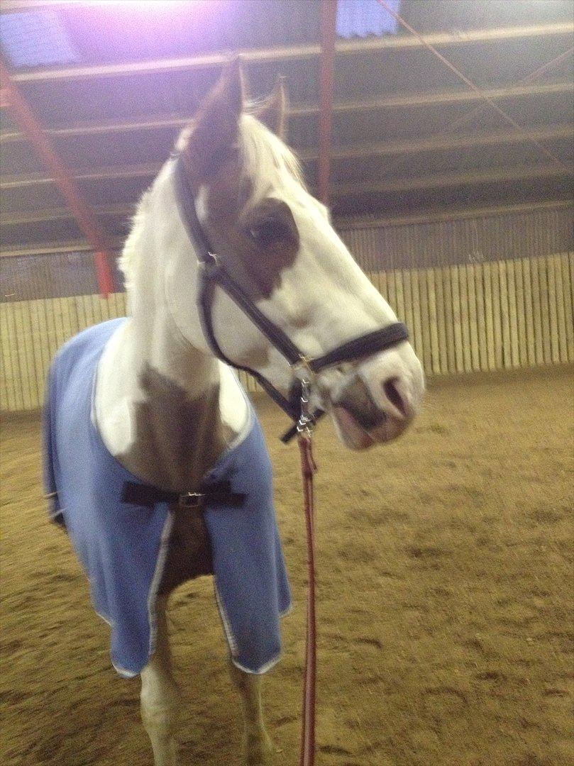 Pinto hidalgo HIMMEL HEST <3 billede 3