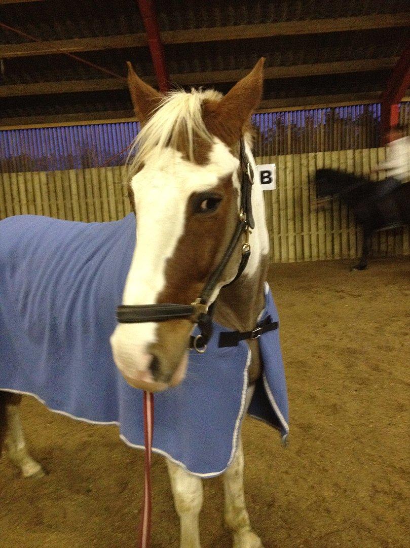 Pinto hidalgo HIMMEL HEST <3 billede 4