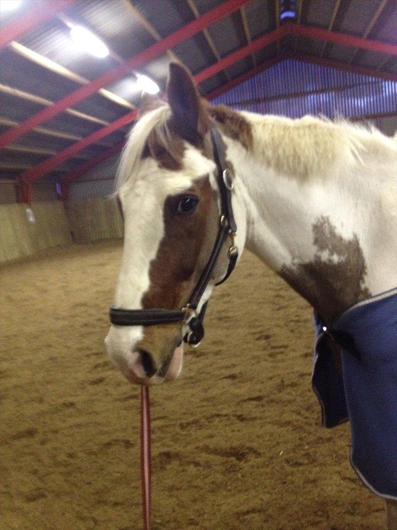 Pinto hidalgo HIMMEL HEST <3 billede 5