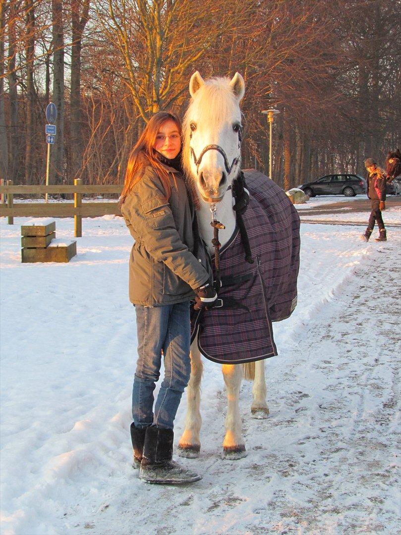 Anden særlig race Toffie - (NYT)min lille snebold <3 billede 3