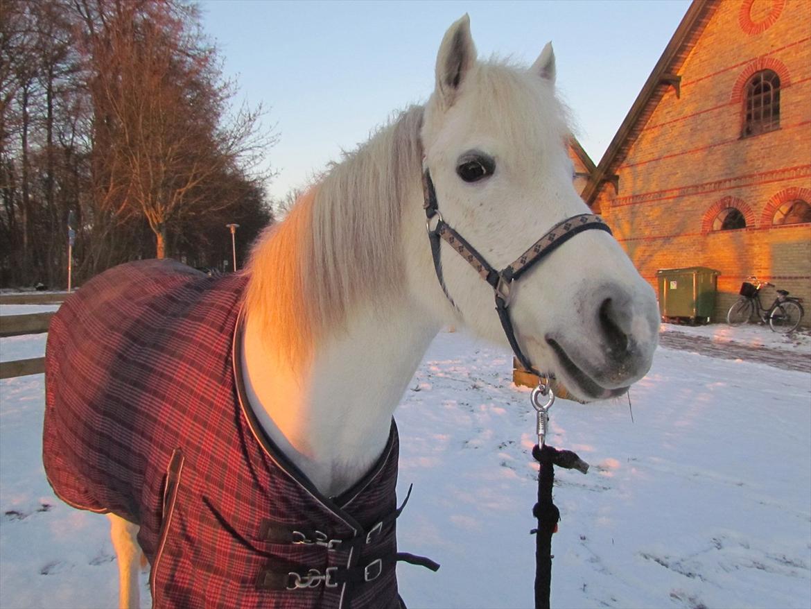 Anden særlig race Toffie - (NYT)musen <3 billede 10
