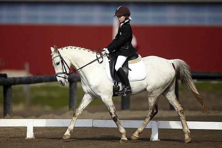 Anden særlig race Lykkelundens Moon Magic - Søbborggård 2011 billede 4