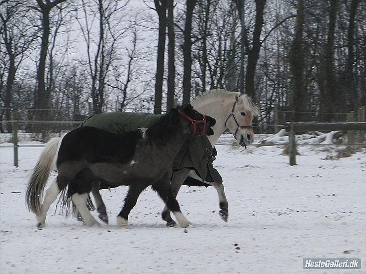 Islænder Mulle *MIN LILLE ISBAMSE* - Mulle og Tarock leger i sneen :) ♥♥♥
Fotograf: Emma  - Tak :) billede 3