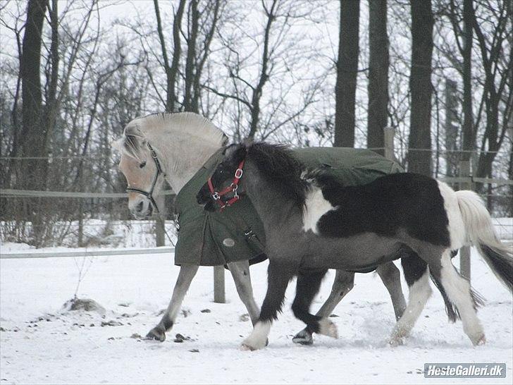 Islænder Mulle *MIN LILLE ISBAMSE* - Mulle og Tarock leger i sneen igen :D ♥♥♥
Fotograf: Emma - Tak :) billede 17