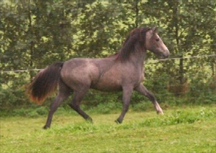 Anden særlig race Miss Perfect *solgt* - Som føl<3 Den gang hed hun Mariks Demira.
Beklager kvaliteten  billede 14