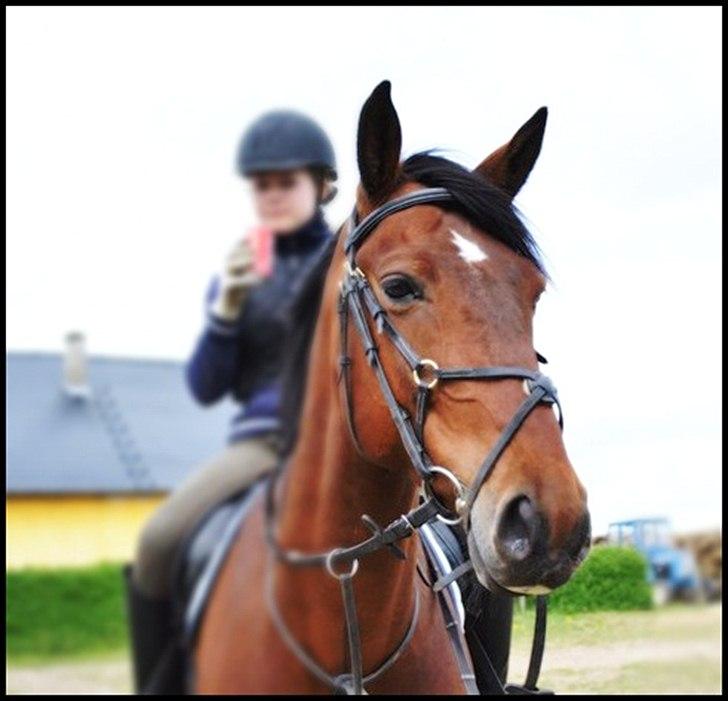 Polsk Varmblod Bajor - yndlinghest. - Smukke hest <3 billede 12