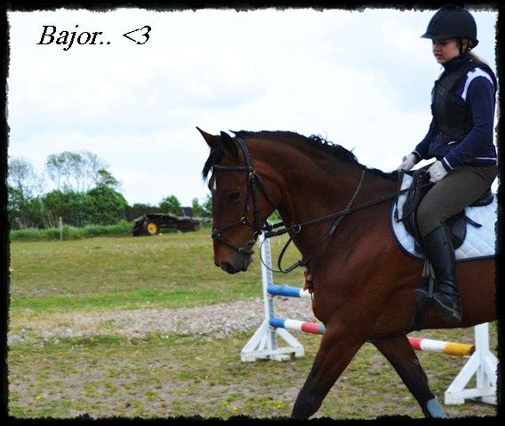 Polsk Varmblod Bajor - yndlinghest. - skatter <3 billede 18