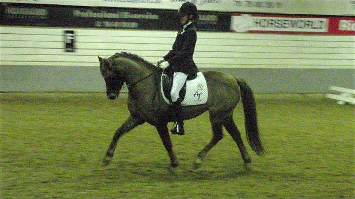 Welsh Pony (sec B) Stoak Laura (Stoakie) billede 1