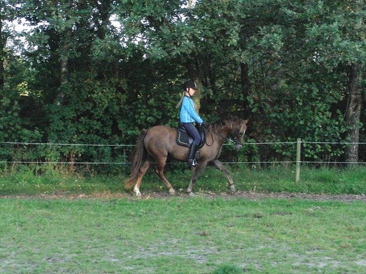 Welsh Pony (sec B) Stoak Laura (Stoakie) billede 20