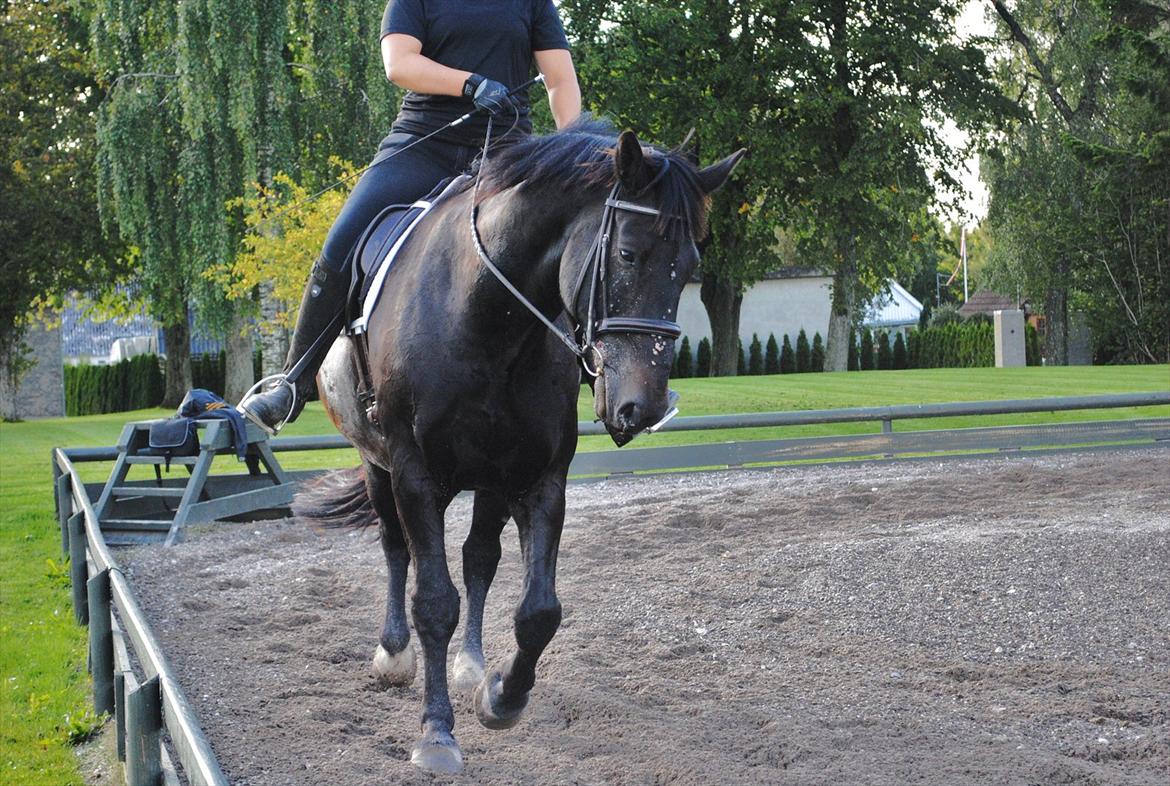 Oldenborg Urtop af Hvarre 'Topper' - sommeren 2011 billede 4