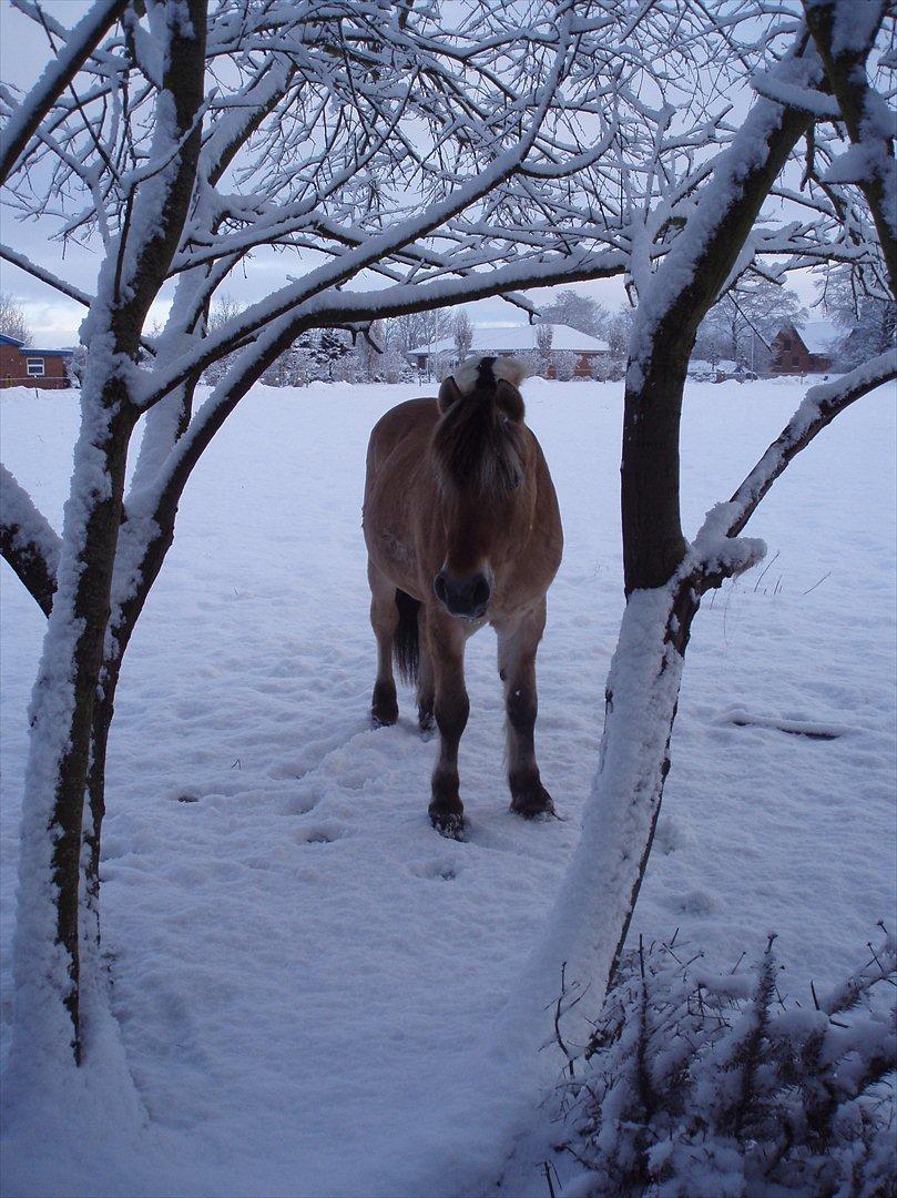 Fjordhest Kvik Halsnæs - Snehesten... billede 3