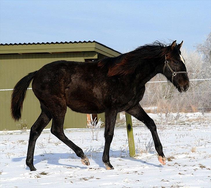 Lusitano Gagàna Rogue - Gagàna, 11 mdr. billede 19