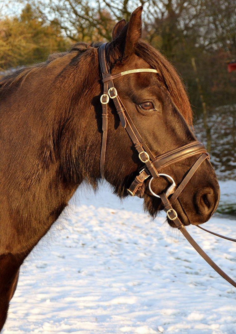 Koldblodstraver Bella Brilliant billede 14