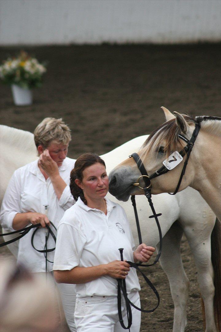 Fjordhest Birkens Hailey - Nussehovede:) billede 1