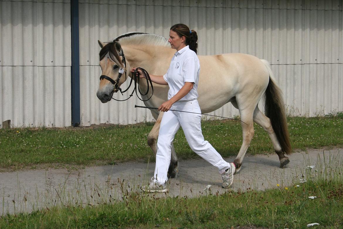 Fjordhest Birkens Hailey - Hailey på fast bund. billede 2