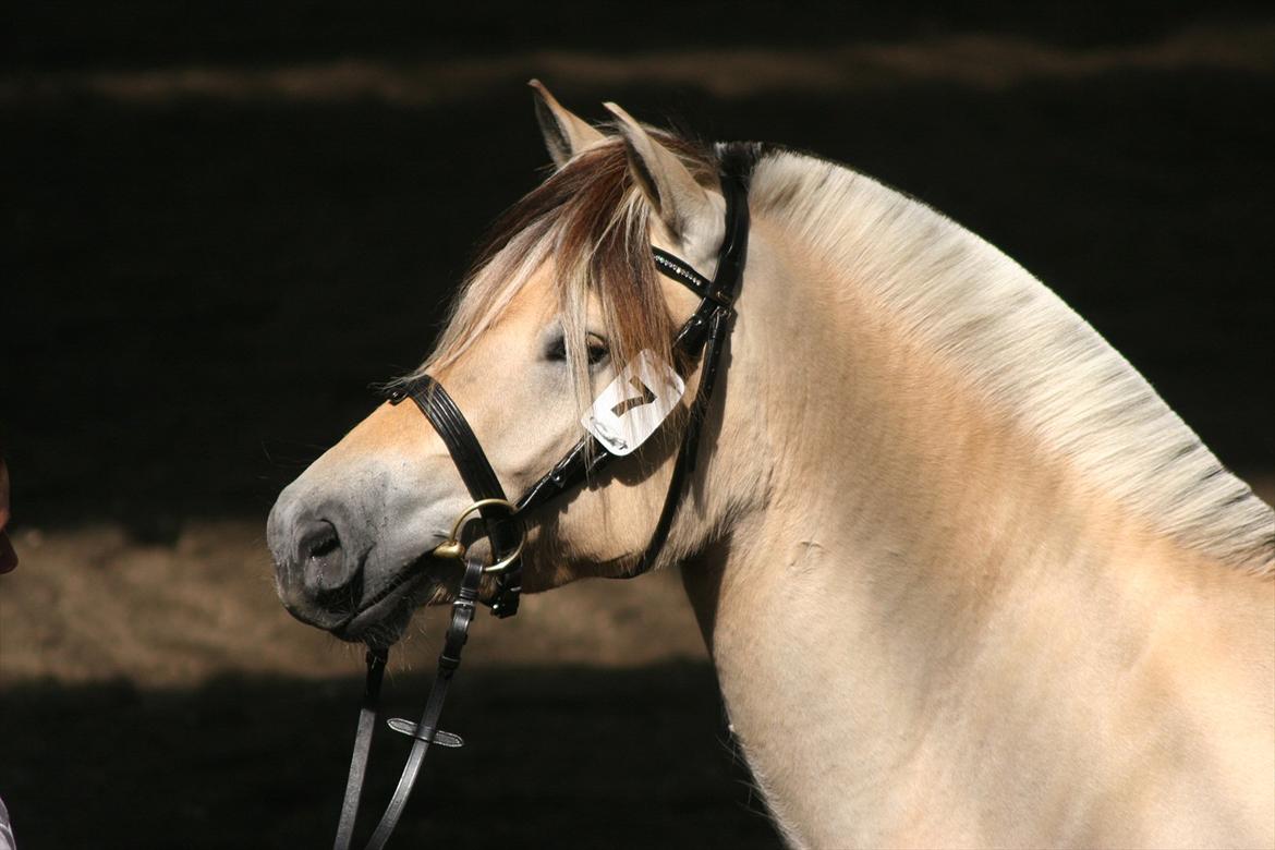 Fjordhest Birkens Hailey - Har vist fået øje på noget??


 billede 3