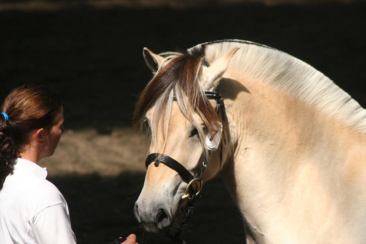 Fjordhest Birkens Hailey - Smuk dame billede 4