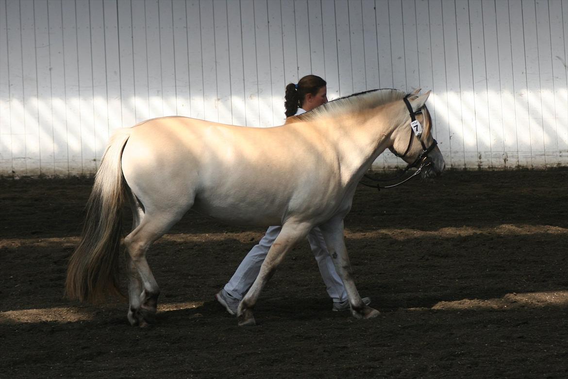 Fjordhest Birkens Hailey billede 5