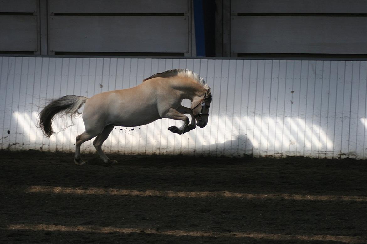 Fjordhest Birkens Hailey - JUHUUUUUE!!!! billede 6