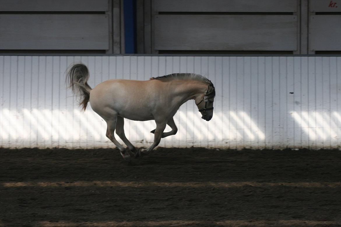 Fjordhest Birkens Hailey billede 7