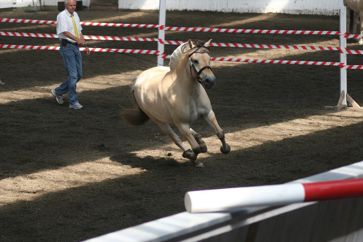 Fjordhest Birkens Hailey - Her kommer jeg! billede 8