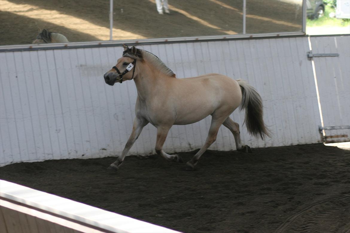 Fjordhest Birkens Hailey - :O) billede 9