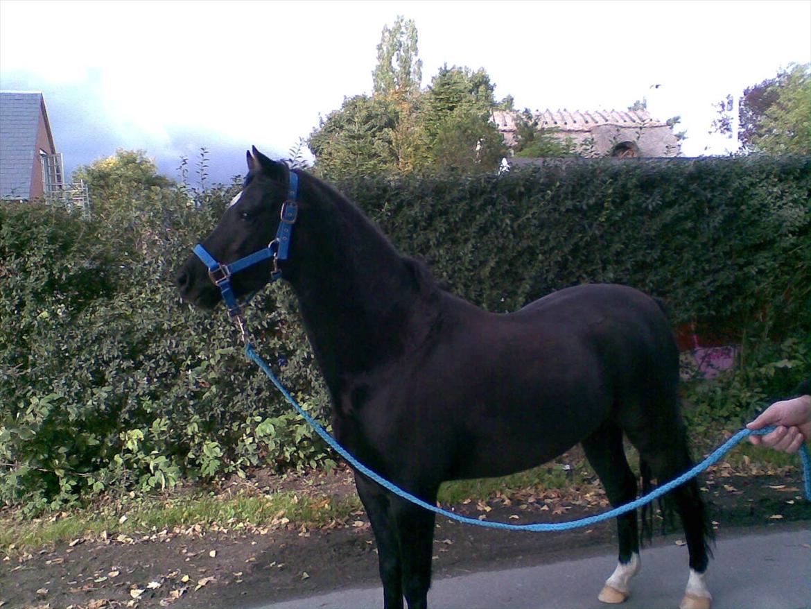 Welsh Pony (sec B) Bjerregaards Valentin (Valle) - Næsten lige da jeg havde fået ham... :-* billede 2